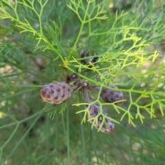 Petrophile pedunculata at Ulladulla, NSW - suppressed