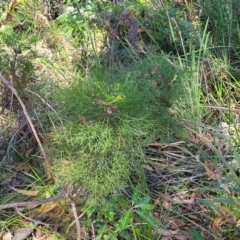Petrophile pedunculata at Ulladulla, NSW - suppressed
