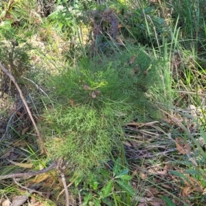 Petrophile pedunculata at Ulladulla, NSW - suppressed