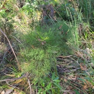 Petrophile pedunculata at Ulladulla, NSW - 10 Sep 2023