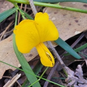 Gompholobium latifolium at Ulladulla, NSW - 10 Sep 2023