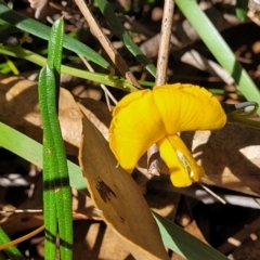 Gompholobium latifolium at Ulladulla, NSW - 10 Sep 2023