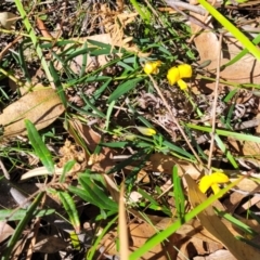 Gompholobium latifolium at Ulladulla, NSW - 10 Sep 2023