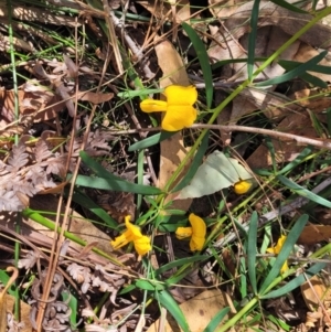 Gompholobium latifolium at Ulladulla, NSW - 10 Sep 2023