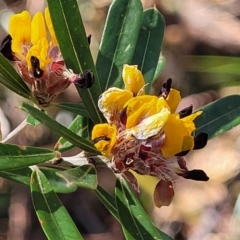 Pultenaea daphnoides (Large-leaf Bush-pea) at Ulladulla, NSW - 10 Sep 2023 by trevorpreston