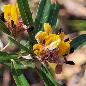 Pultenaea daphnoides at Ulladulla, NSW - 10 Sep 2023