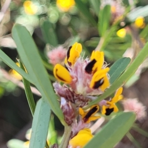 Pultenaea daphnoides at Ulladulla, NSW - 10 Sep 2023