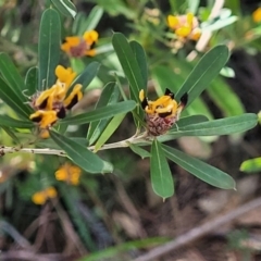 Pultenaea daphnoides at Ulladulla, NSW - 10 Sep 2023 12:26 PM