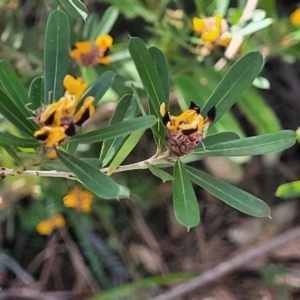 Pultenaea daphnoides at Ulladulla, NSW - 10 Sep 2023