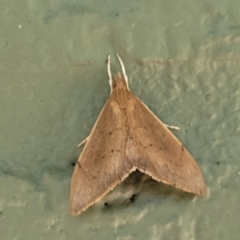 Unidentified Pyralid or Snout Moth (Pyralidae & Crambidae) at Narrawallee, NSW - 10 Sep 2023 by trevorpreston