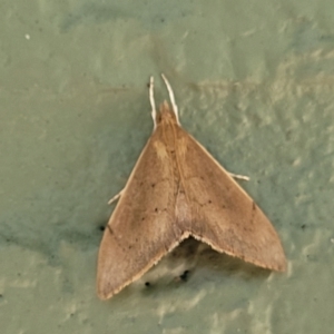Hyalobathra archeleuca at Narrawallee, NSW - 10 Sep 2023 11:57 AM