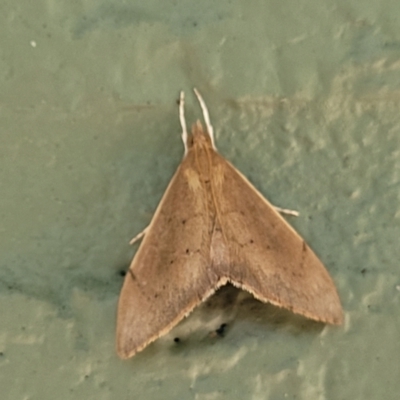 Unidentified Pyralid or Snout Moth (Pyralidae & Crambidae) at Narrawallee, NSW - 10 Sep 2023 by trevorpreston