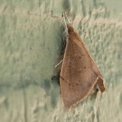 Hyalobathra archeleuca at Narrawallee, NSW - 10 Sep 2023 11:57 AM