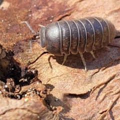 Armadillidium vulgare (Slater bug, woodlouse, pill bug, roley poley) at Narrawallee Bushcare - 10 Sep 2023 by trevorpreston