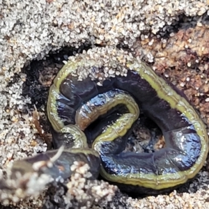 Caenoplana bicolor at Narrawallee, NSW - 10 Sep 2023