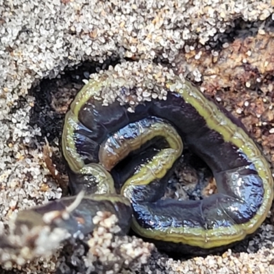 Caenoplana bicolor (Two-tone Planarian) at Narrawallee Bushcare - 10 Sep 2023 by trevorpreston