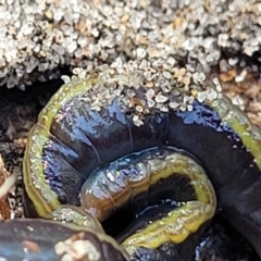 Caenoplana bicolor at Narrawallee, NSW - 10 Sep 2023 11:55 AM