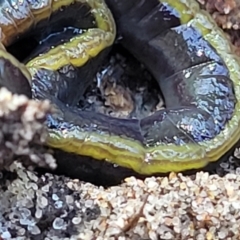 Caenoplana bicolor at Narrawallee, NSW - 10 Sep 2023 11:55 AM