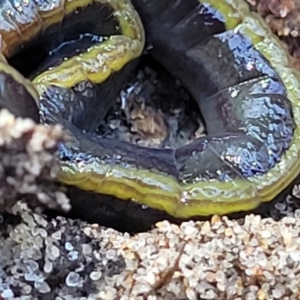 Caenoplana bicolor at Narrawallee, NSW - 10 Sep 2023