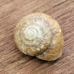 Sauroconcha jervisensis (Jervis Bay Forest Snail) at Narrawallee Bushcare - 10 Sep 2023 by trevorpreston