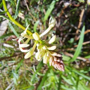 Stackhousia monogyna at Majura, ACT - 10 Sep 2023