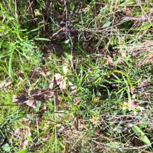 Stackhousia monogyna at Majura, ACT - 10 Sep 2023