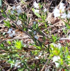 Cryptandra amara (Bitter Cryptandra) at Mount Majura - 10 Sep 2023 by abread111