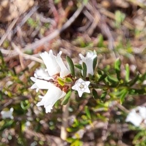 Cryptandra amara at Majura, ACT - 10 Sep 2023 03:25 PM