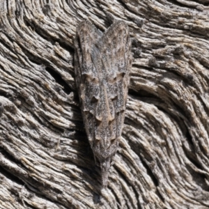 Carposina mediella at Rendezvous Creek, ACT - 10 Sep 2023