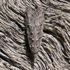 Carposina mediella (A Fruitworm moth (Carposinidae)) at Rendezvous Creek, ACT - 10 Sep 2023 by patrickcox