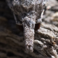 Carposina mediella at Rendezvous Creek, ACT - 10 Sep 2023