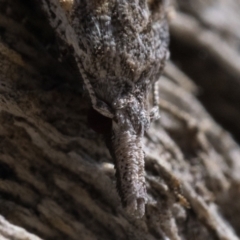 Carposina mediella at Rendezvous Creek, ACT - 10 Sep 2023 11:00 AM