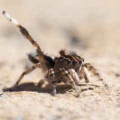 Maratus chrysomelas (Variable Peacock Spider) at Namadgi National Park - 10 Sep 2023 by patrickcox