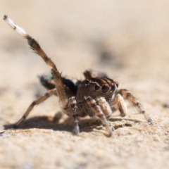 Maratus chrysomelas (Variable Peacock Spider) at Rendezvous Creek, ACT - 10 Sep 2023 by patrickcox