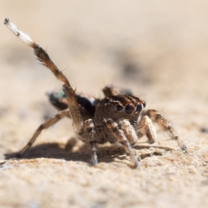 Maratus chrysomelas at Rendezvous Creek, ACT - 10 Sep 2023