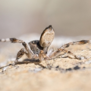 Maratus chrysomelas at Rendezvous Creek, ACT - 10 Sep 2023 11:30 AM