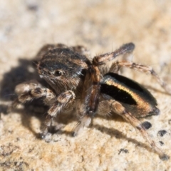 Maratus chrysomelas at Rendezvous Creek, ACT - 10 Sep 2023