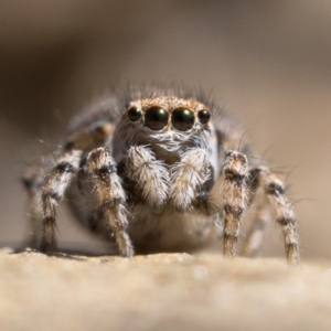 Maratus chrysomelas at Rendezvous Creek, ACT - 10 Sep 2023 11:30 AM