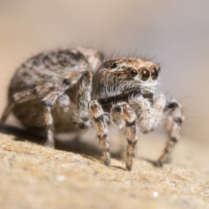 Maratus chrysomelas at Rendezvous Creek, ACT - 10 Sep 2023 11:30 AM