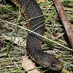 Austrelaps ramsayi at Cotter River, ACT - 10 Sep 2023 01:30 PM