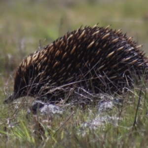 Tachyglossus aculeatus at Gundaroo, NSW - 10 Sep 2023 01:19 PM