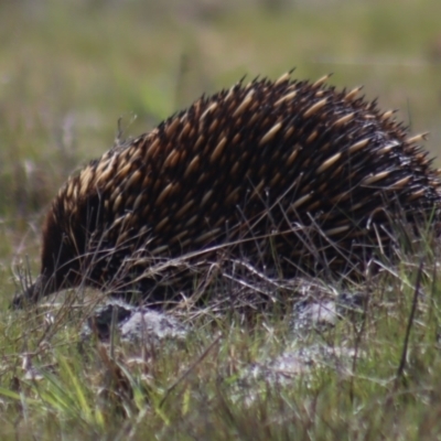 Tachyglossus aculeatus (Short-beaked Echidna) at Gundaroo, NSW - 10 Sep 2023 by Gunyijan