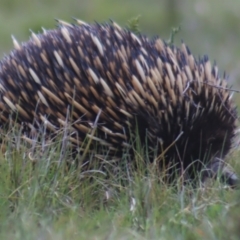 Tachyglossus aculeatus at Gundaroo, NSW - 10 Sep 2023 01:19 PM