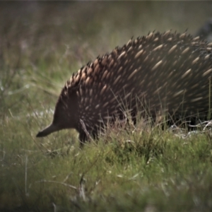 Tachyglossus aculeatus at Gundaroo, NSW - 10 Sep 2023