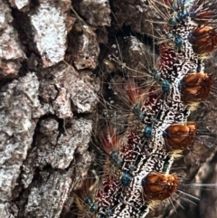 Aglaosoma variegata at Moruya, NSW - suppressed