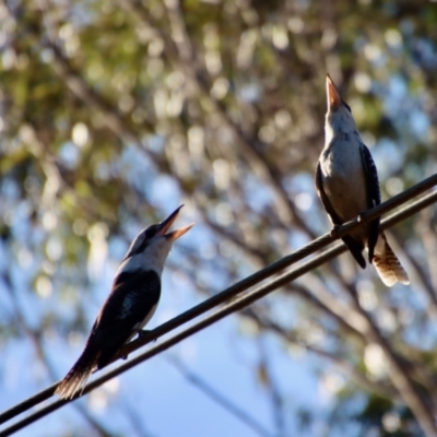 Dacelo novaeguineae (Laughing Kookaburra) at Moruya, NSW - 10 Sep 2023 by LisaH