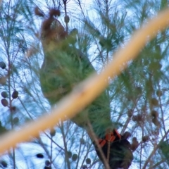 Calyptorhynchus lathami lathami (Glossy Black-Cockatoo) at Broulee Moruya Nature Observation Area - 9 Sep 2023 by LisaH