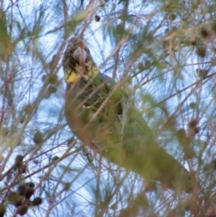 Calyptorhynchus lathami lathami at Moruya, NSW - 10 Sep 2023