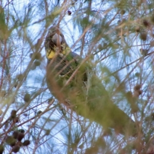 Calyptorhynchus lathami lathami at Moruya, NSW - 10 Sep 2023