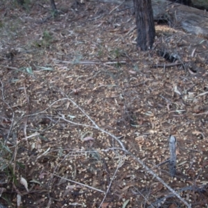 Calyptorhynchus lathami at Moruya, NSW - 10 Sep 2023